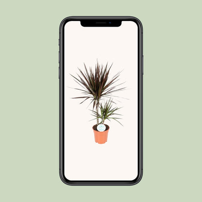 Dracaena Magenta - Ø17cm - ↕70cm
