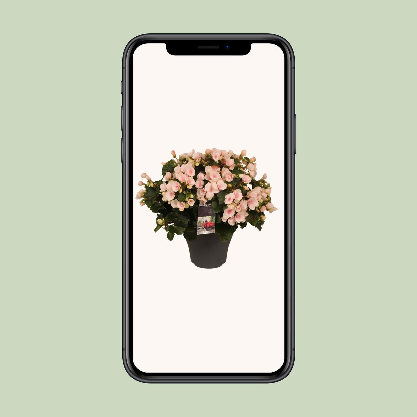 Begonia Betulia''light'' Licht Rose Decorum
