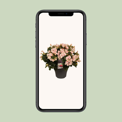 Begonia Betulia''light'' Licht Rose Decorum