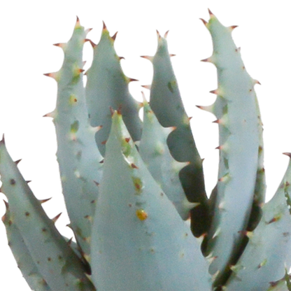 Gasteria & Haworthia Mix 5er Set im Terrakotta-Topf
