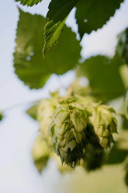 3x - Humulus lupulus 'Nordbrau' - ↨65cm - Ø15