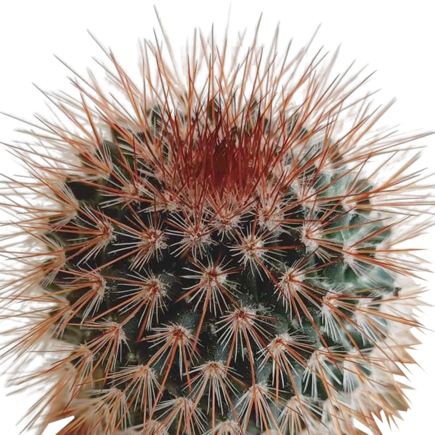 Kakteenmischung 5,5 cm - 5x - in Mexicaanse pot