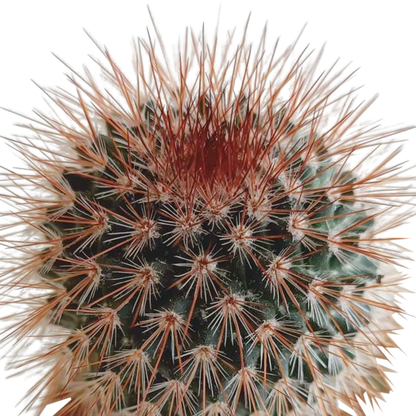 Kakteenmischung 5,5 cm - 5x - in Mexicaanse pot