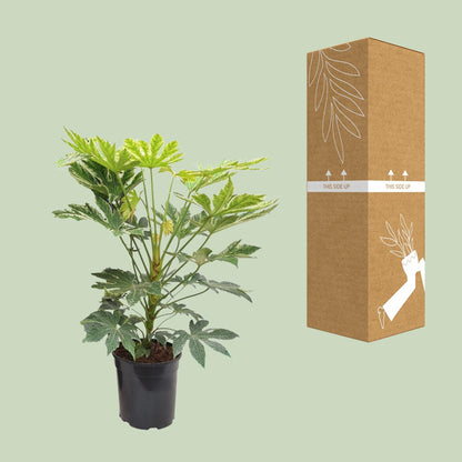 Fatsia Japonica Spiderweb