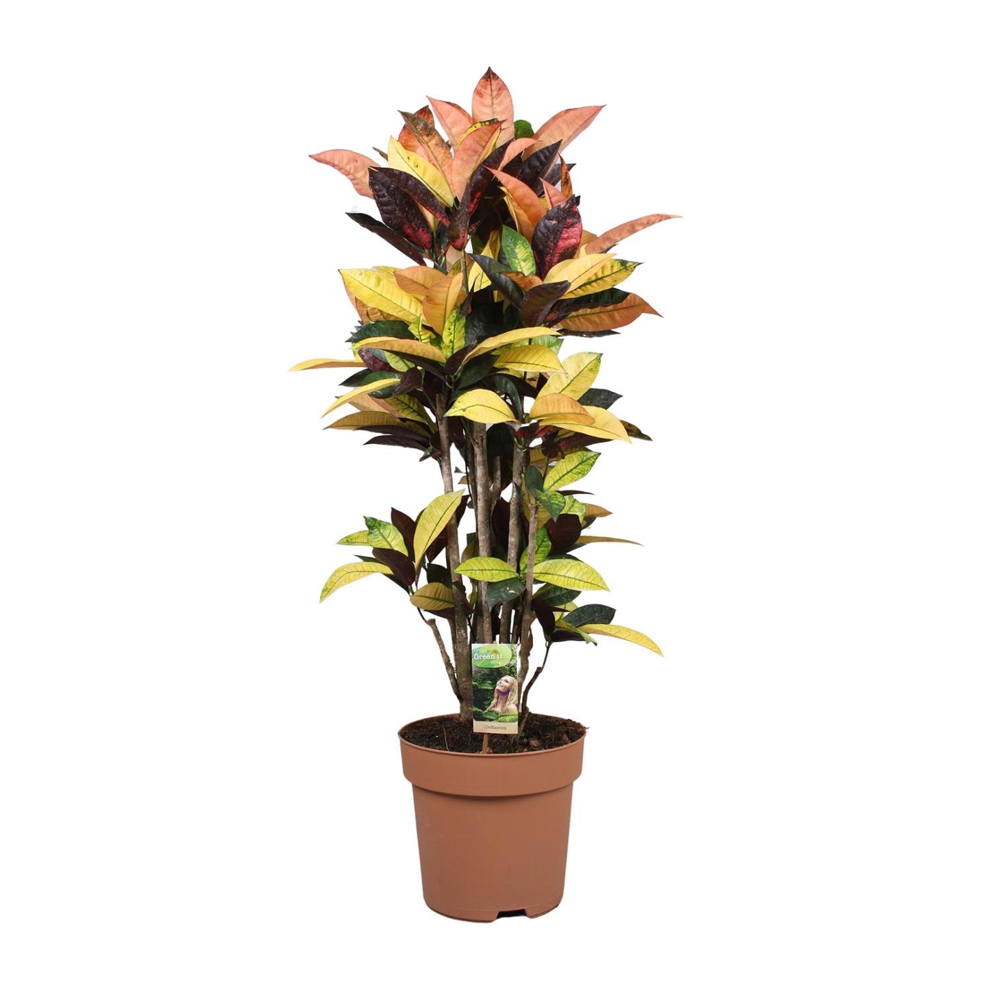Codiaeum Mrs Iceton - Ø27cm - ↕80cm