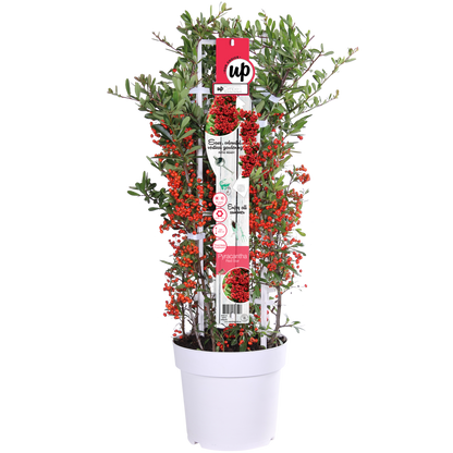 Pyracantha coccinea Red Star - Ø23cm - ↕75cm - Ø23 - ↨75cm