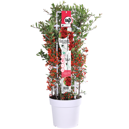 Pyracantha coccinea Red Star - Ø23cm - ↕75cm - Ø23 - ↨75cm