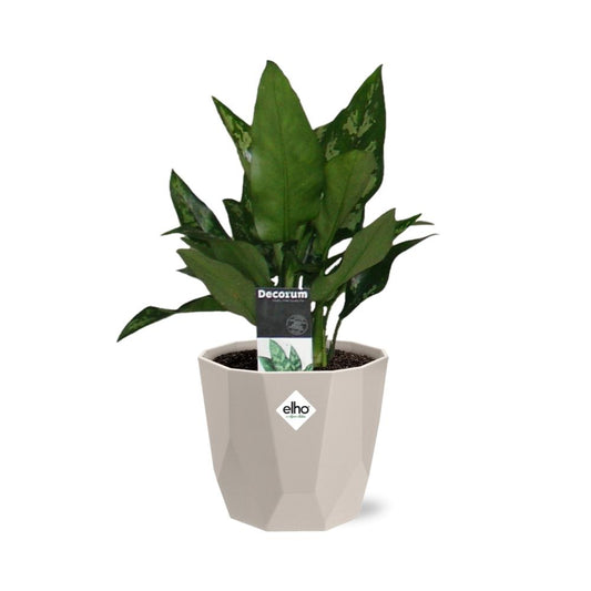 Aglaonema Maria in ELHO b.for rock 14 cm warm grey
