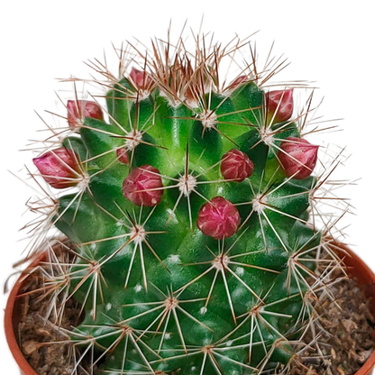 Kakteenmischung 5,5 cm - zonder pot bloeiend - 5x
