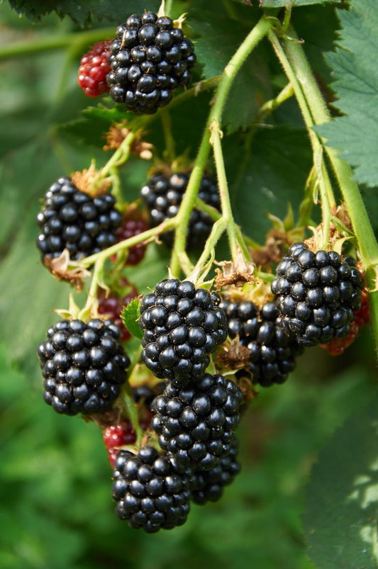 3x - Rubus mix - ↨45cm - Ø13