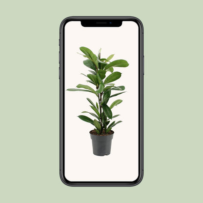 Ficus Cyathistipula - Ø17cm - ↕70cm