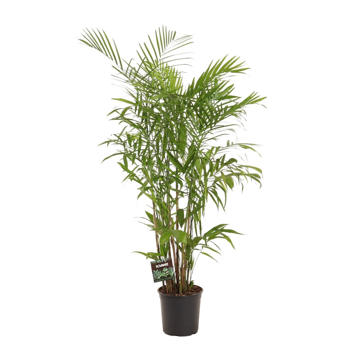 Chamaedorea Seifrizii