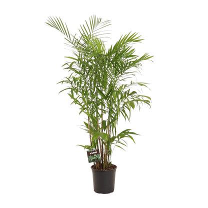 Chamaedorea Seifrizii
