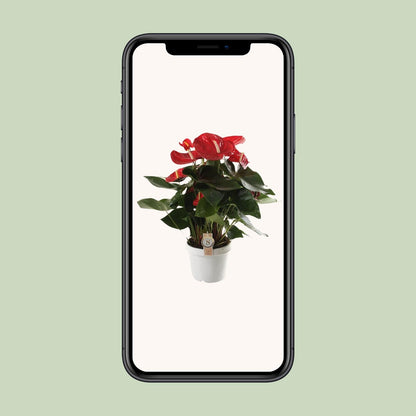 Anthurium Red Champion - Ø21cm - ↕65cm