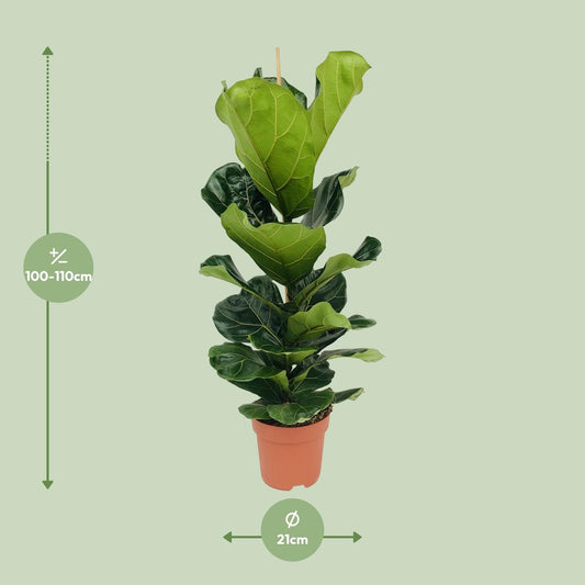 Ficus Lyrata - Ø21cm - ↕100cm