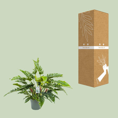 Philodendron Rambo - Ø27cm - ↕65cm