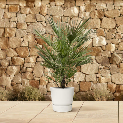 Zwergpalme 150 cm – Mediterrane, pflegeleichte Kübelpflanze