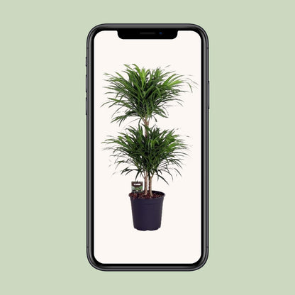 Dracaena Reflexa Anita - Ø24cm - ↕90cm