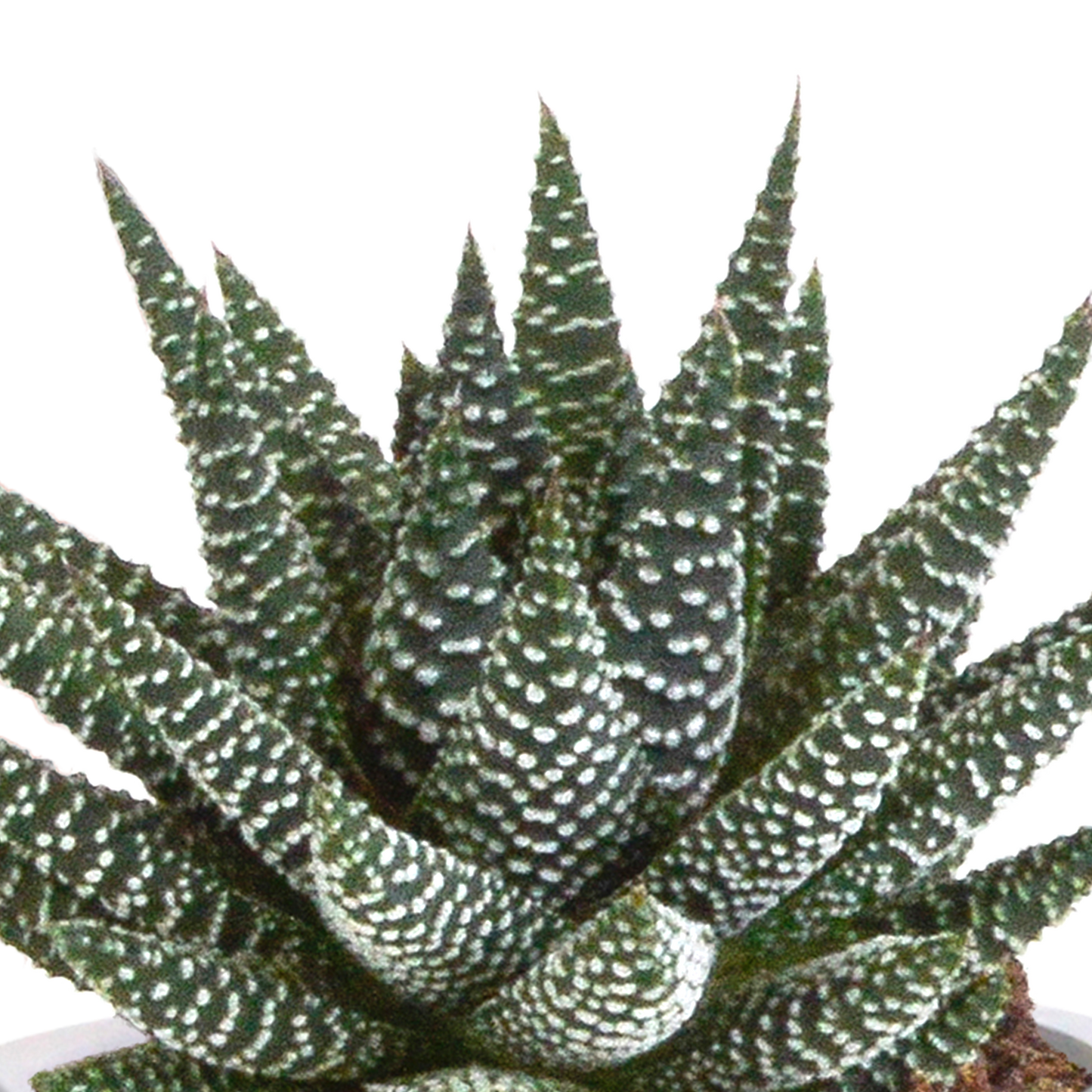Gasteria/Haworthia-Mischung 8,5cm - 3x - in Mexicaanse pot