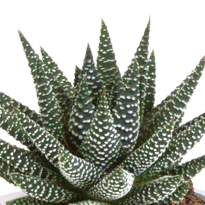 Gasteria/Haworthia-Mischung 8,5cm - 3x - in Mexicaanse pot