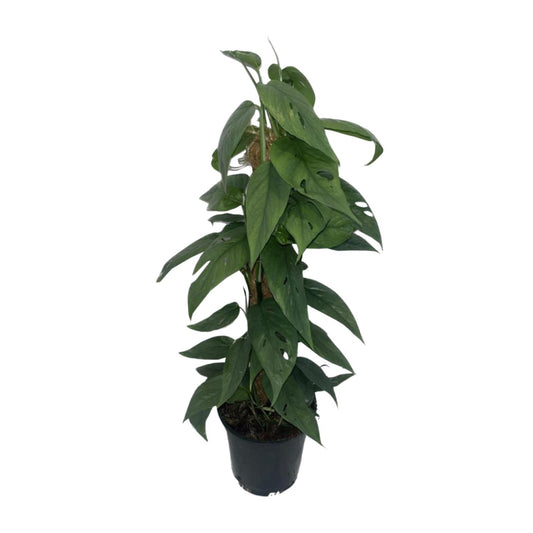Epipremnum Cebu Blue Moosstock - Ø15cm - ↕60cm
