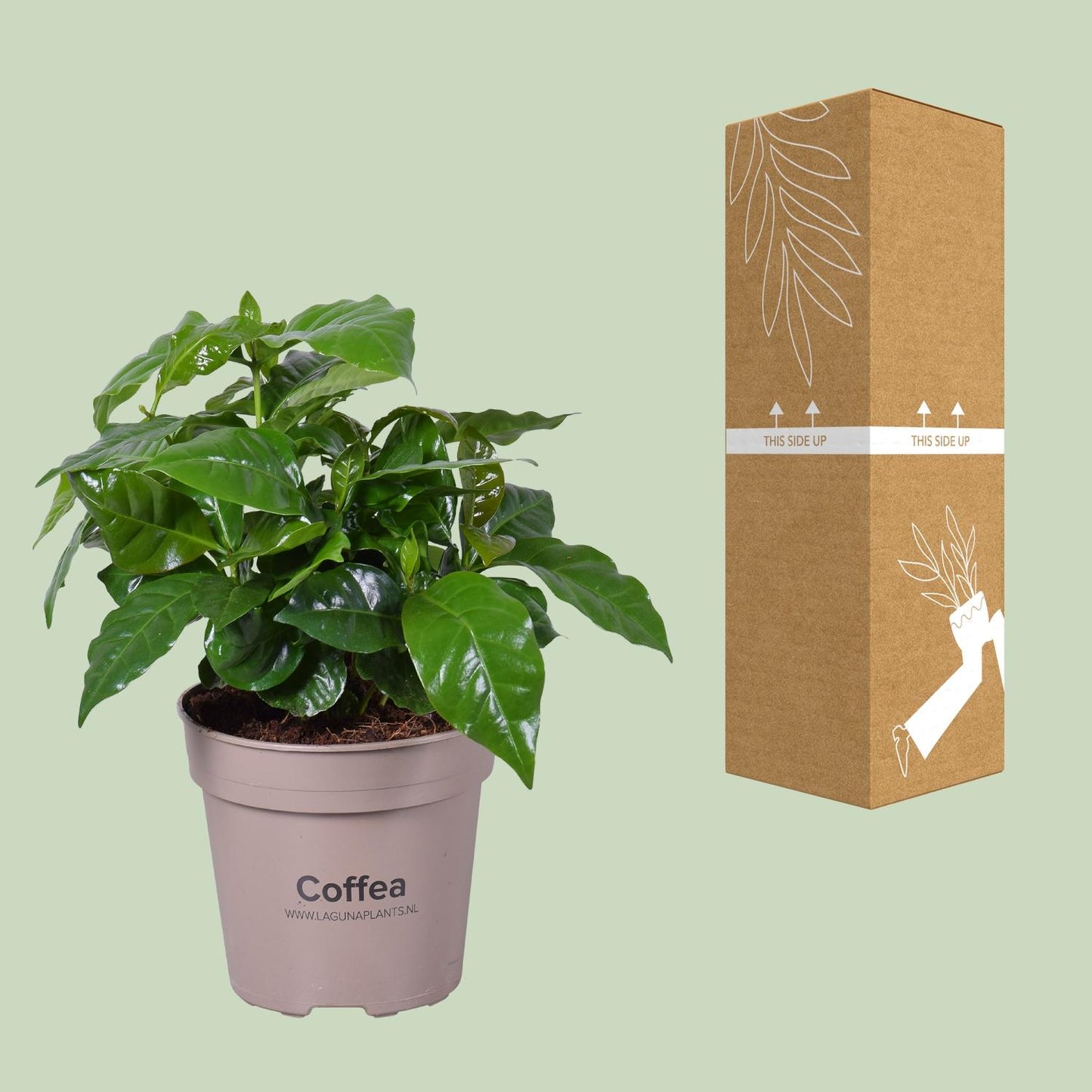 Coffea Arabica - Ø15cm - ↕45cm