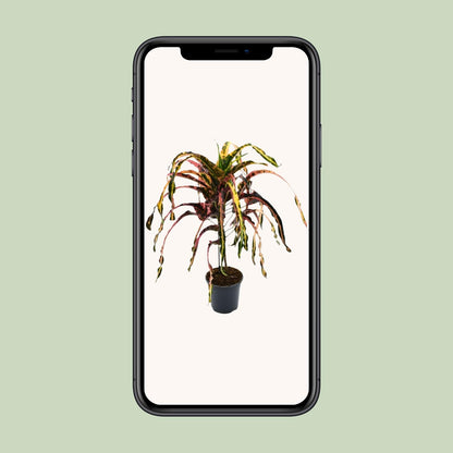 Croton Dreadlock P19 - Ø19cm - ↕85cm