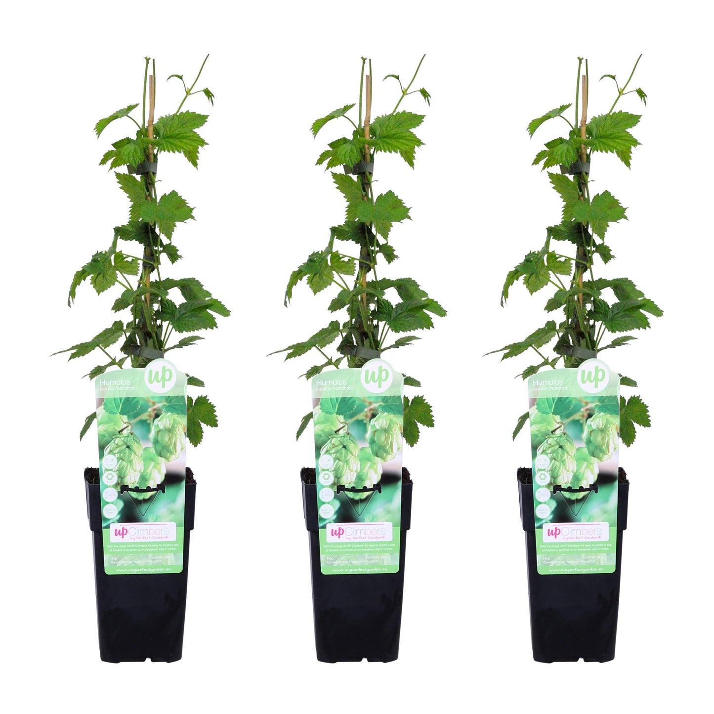3x - Humulus lupulus 'Nordbrau' - ↨65cm - Ø15