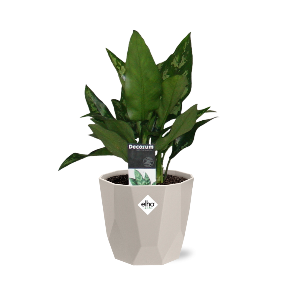 Aglaonema Maria in ELHO b.for rock 14 cm warm grey