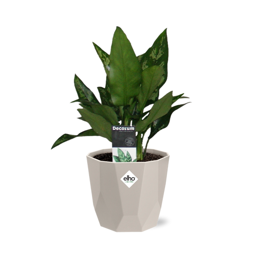 Aglaonema Maria in ELHO b.for rock 14 cm warm grey