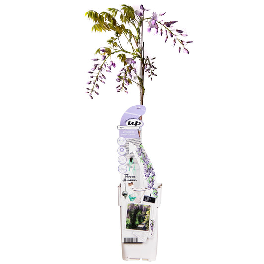 Wisteria sinensis Caroline - Purpurner Regen - Ø15cm - ↕65cm