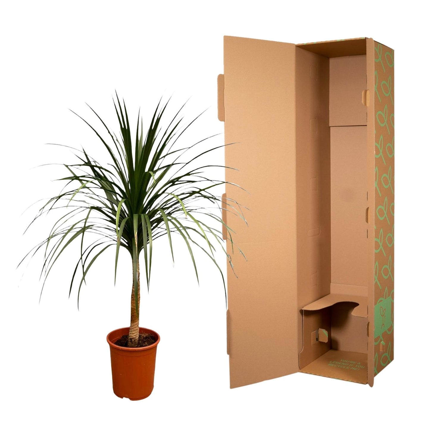 Drachenbaum 120 cm – Exotisch & Pflegeleicht