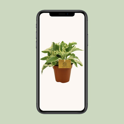 Kalanchoe Laciniata - Ø12cm - ↕30cm