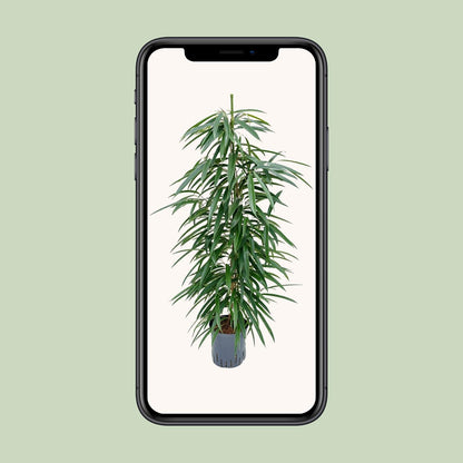 Ficus Binnendijkii 'Alii' (HYDRO) - Ø18cm - ↕110cm