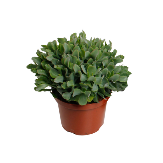 Crassula Arborensis Cristaat - Ø17cm - ↕30cm