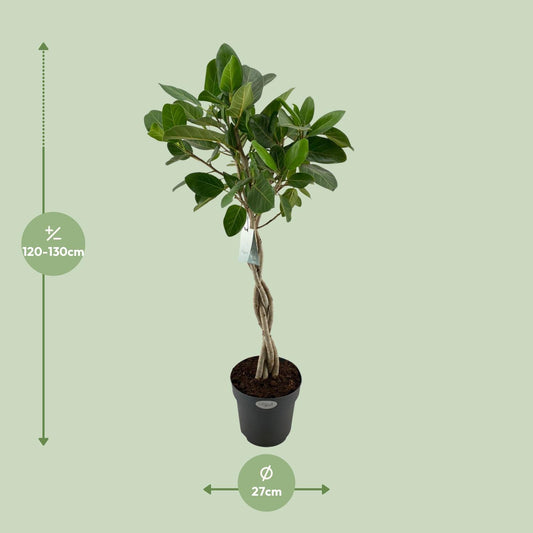 Ficus Benghalensis Audrey - Ø27cm - ↕110cm