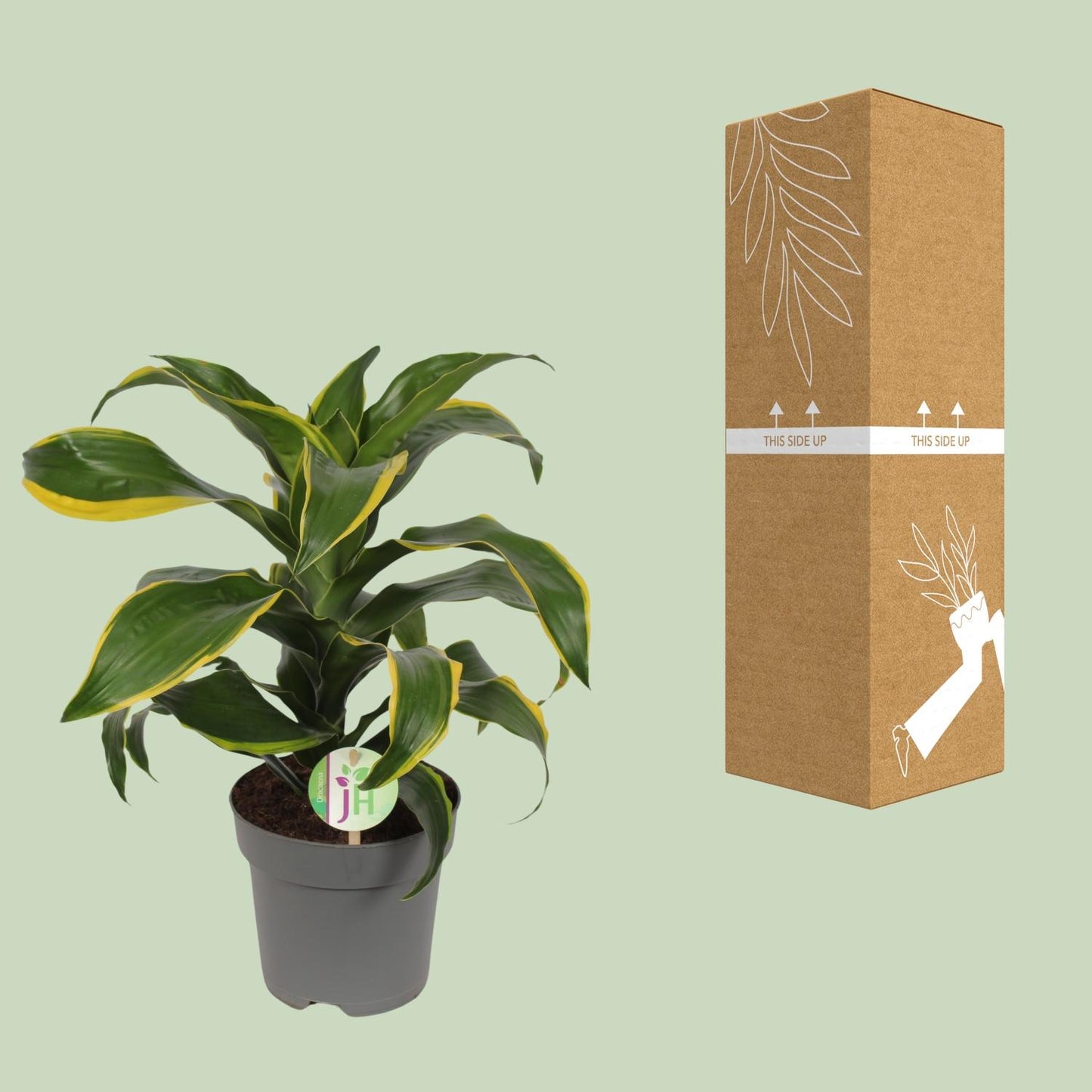 Dracaena Fragrans Grune gelb - Ø17cm - ↕40cm