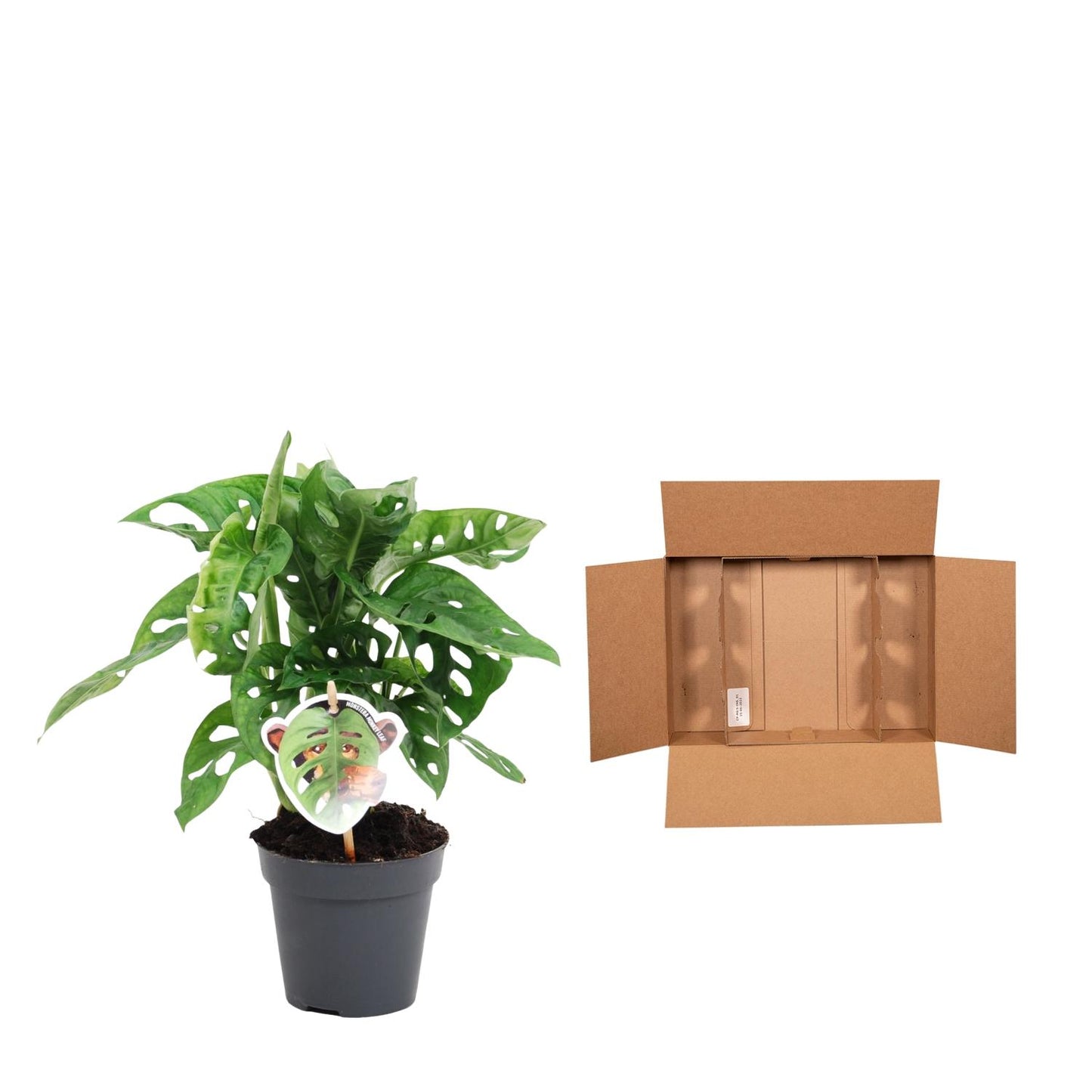 Monstera Monkey Leaf – Exotisches Fensterblatt 25 cm
