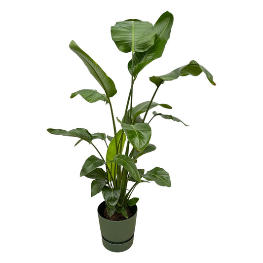 Weiße Paradiesvogelblume 160 cm mit Topf – Tropische Zimmerpflanze