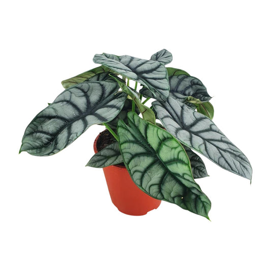 Alocasia Silver Dragon - Ø19cm - ↕45cm