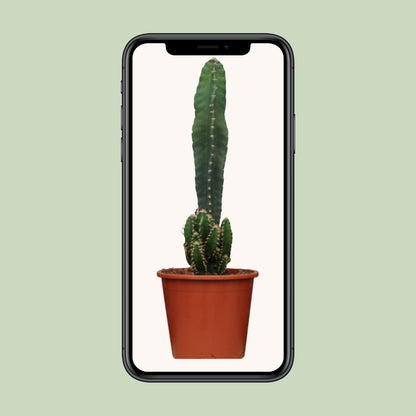 Cereus Peruvianus Florida - Ø17cm - ↕75cm