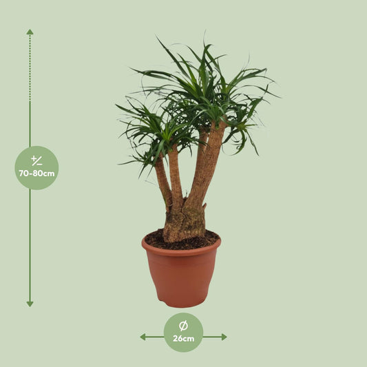 Beaucarnea Nolina - Ø26cm - ↕75cm