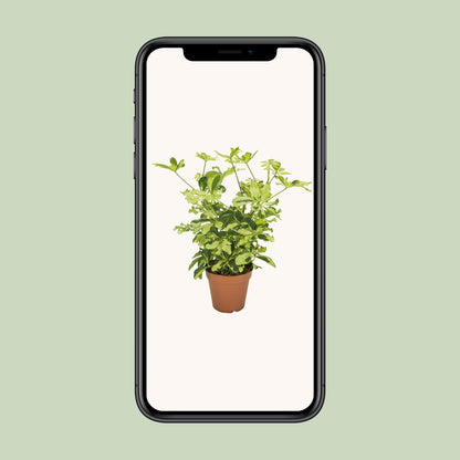 Schefflera Charlotte - Ø13cm - ↕35cm
