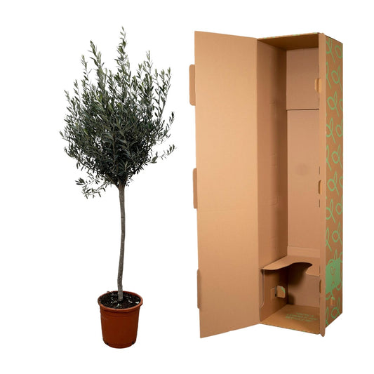 Olivenbaum auf Stamm – 160 cm Mediterranes Flair