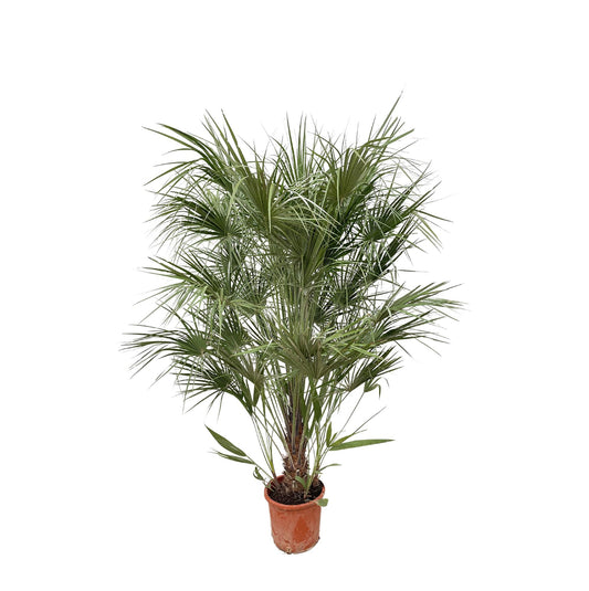 Zwergpalme 170 cm – Mediterrane Kübelpflanze für Terrasse & Balkon
