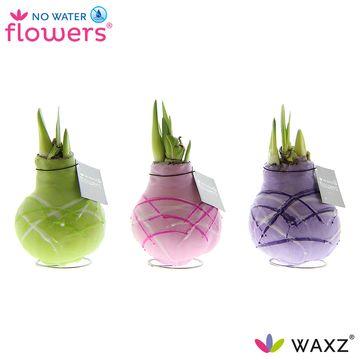 No Water Flowers Waxz Art Monet - 3 Stücke - Ø7 cm - ↕15 cm