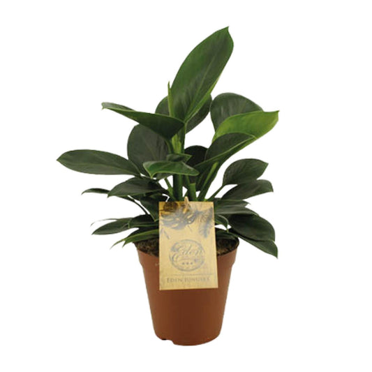 Philodendron Oxypure - Ø15cm - ↕60cm