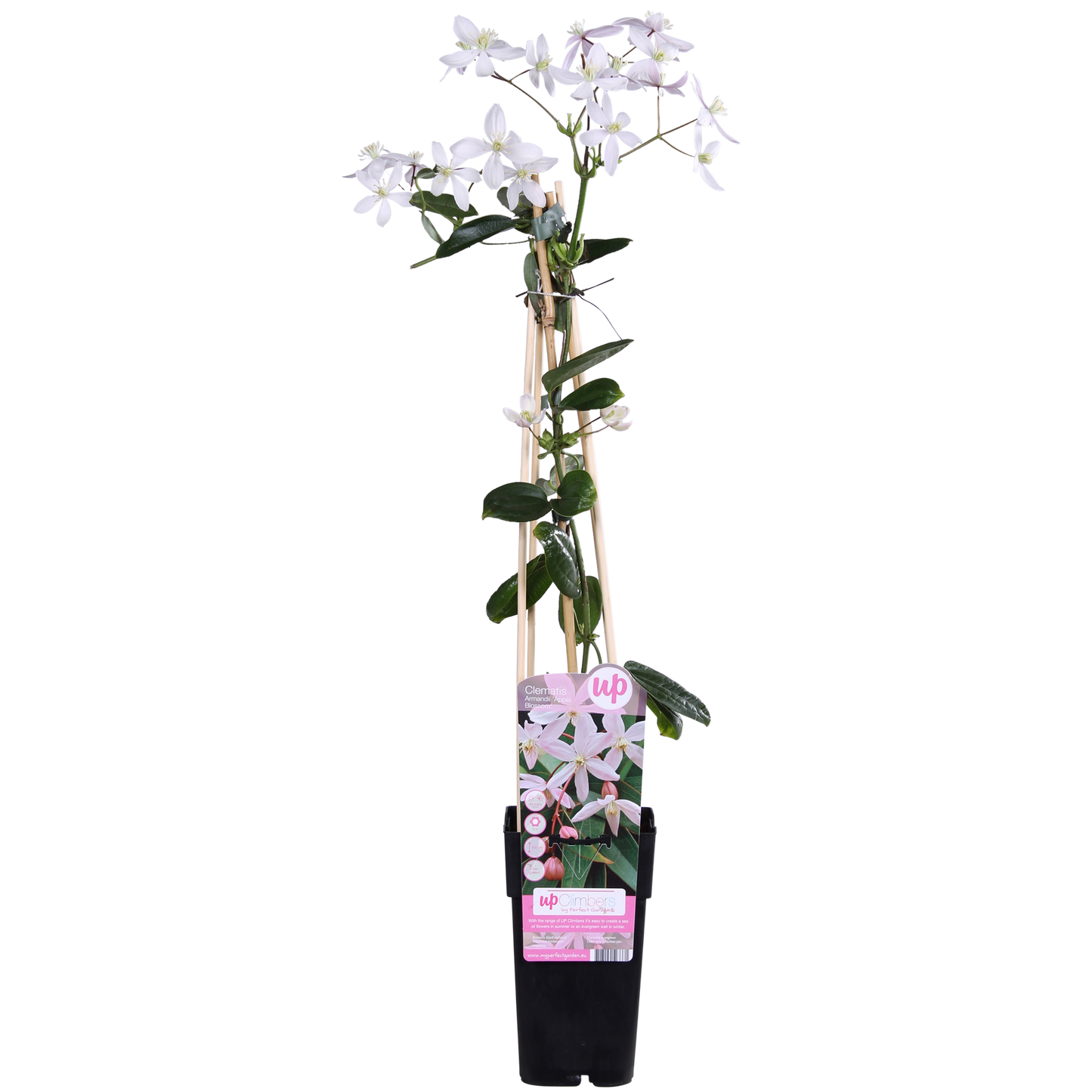 Clematis armandii Apple Blossom - ImmergrÃ¼ne Clematis Hellrosa - Ø15cm - ↕65cm