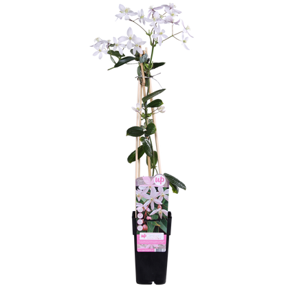 Clematis armandii Apple Blossom - ImmergrÃ¼ne Clematis Hellrosa - Ø15cm - ↕65cm