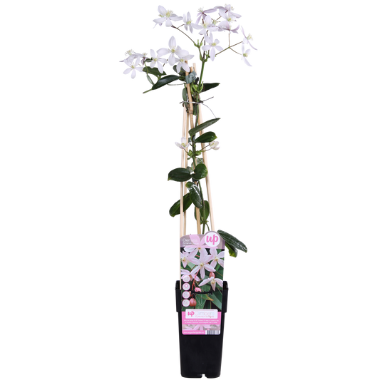 Clematis armandii Apple Blossom - ImmergrÃ¼ne Clematis Hellrosa - Ø15cm - ↕65cm